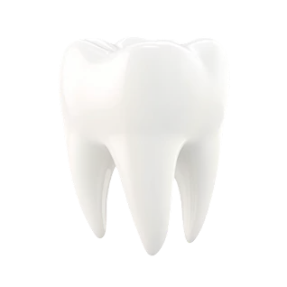 teeth